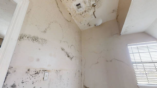 Best Water Damage & Mold Remediation  in Bee Ridge, FL