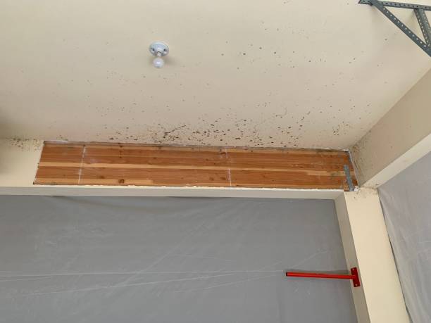 Best Basement Mold Removal  in Bee Ridge, FL